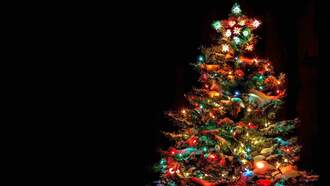 Christmas In The Grove