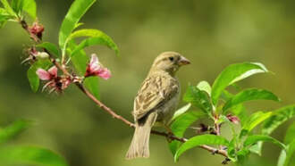 Community - Birdwatching in the Gardens