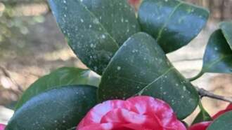 Community - 74th Camellia Flower Show at Magnolia Plantation and Gardens 