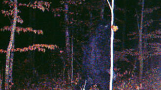 Bigfoot on Trail Cam?