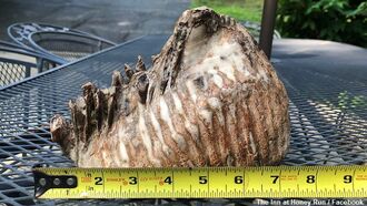 Boy Finds Mammoth Tooth in Ohio