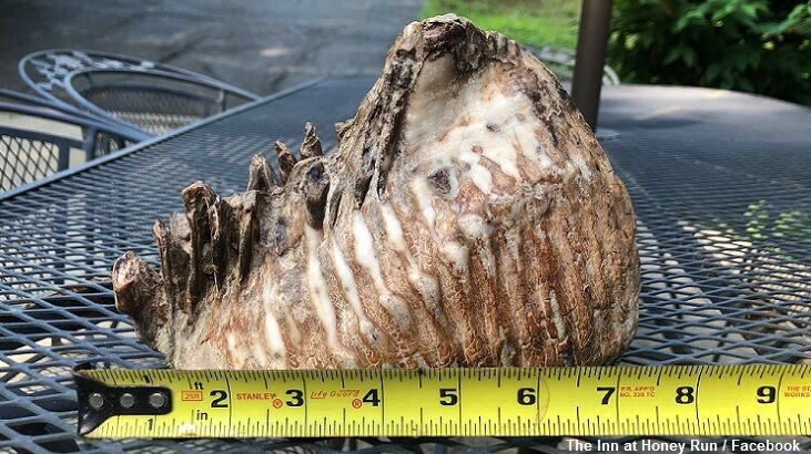 Boy Finds Mammoth Tooth in Ohio