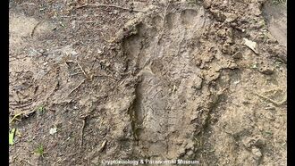 Bigfoot Print Found in North Carolina?
