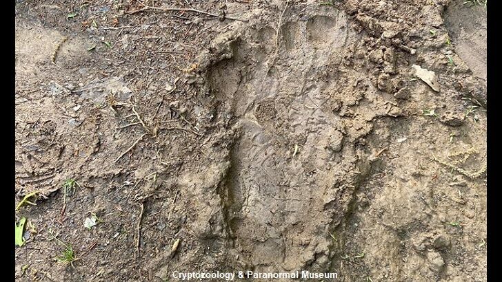 Bigfoot Print Found in North Carolina?