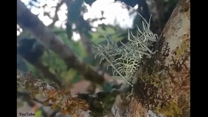 Video: Bizarre Bug Filmed in Costa Rica
