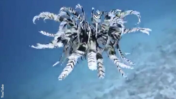 Watch: Diver Films Rare Swimming Feather Star