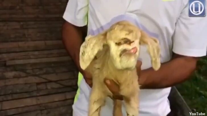 Cyclops Goat Born in Malaysia