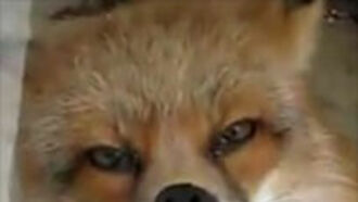 Video: Window-Licking Fox