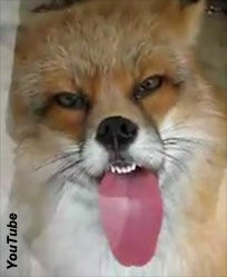 Video: Window-Licking Fox