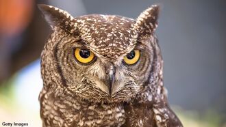 Odd Owl 'Rescue' Goes Awry