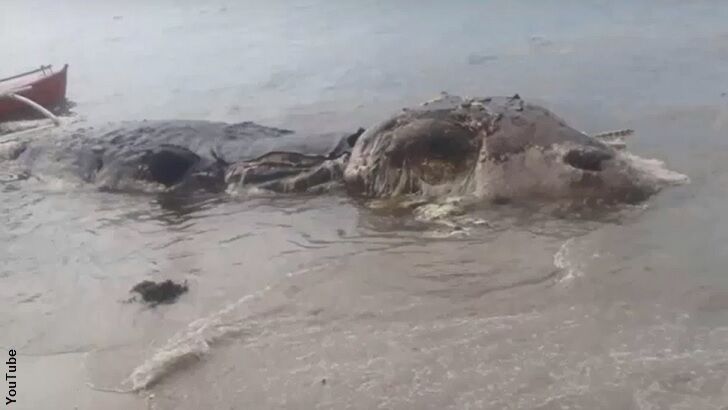 Video: Weird Sea Creature Washes Ashore in the Philippines