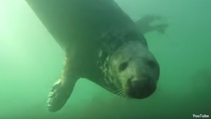 Watch: Scientists Film Wild Seals Clapping Underwater for the First Time