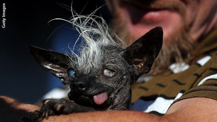 'World's Ugliest Dog' for 2016 is Crowned