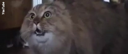 Funniest YouTube Video