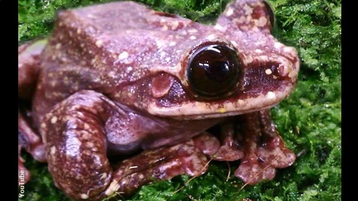 Tree Frog Death Leaves Species in Doubt Coast to Coast AM