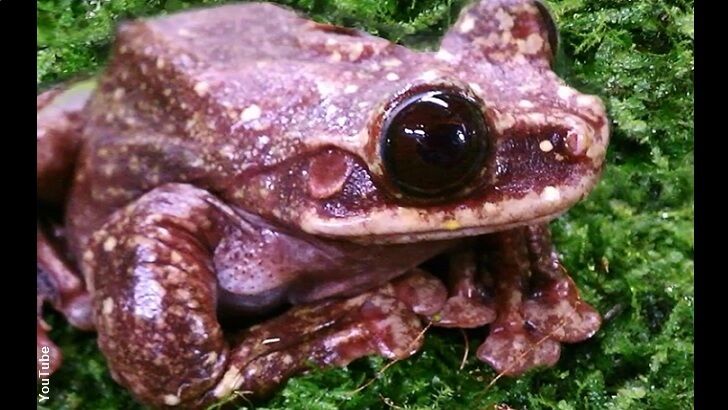 Tree Frog Death Leaves Species in Doubt
