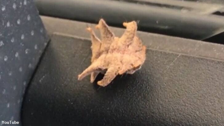 Watch: 'Alien' Bug Astounds Driver