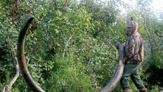 14-Foot Mammoth Tusk