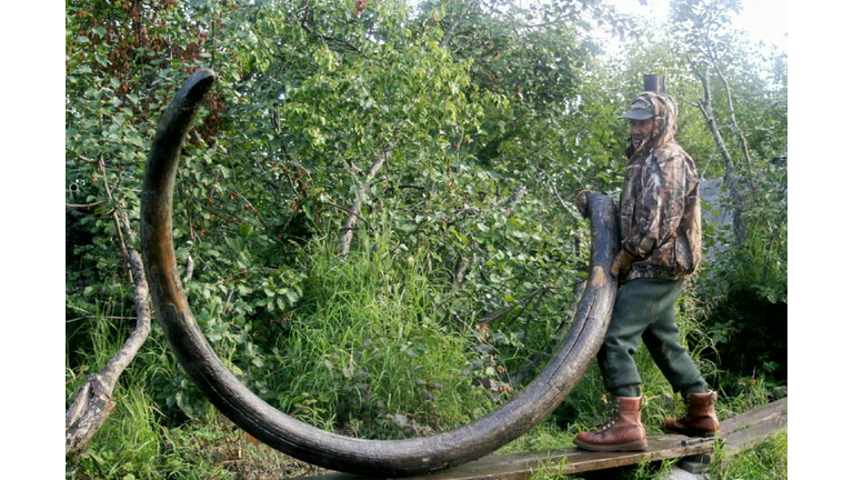 14-Foot Mammoth Tusk