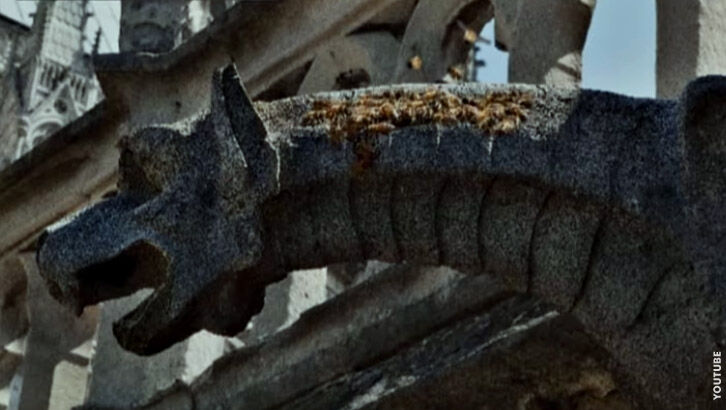 Bees Survive Notre Dame Fire