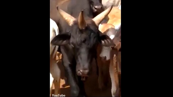 Video: Three-Horned Cow Spotted on Farm in Brazil