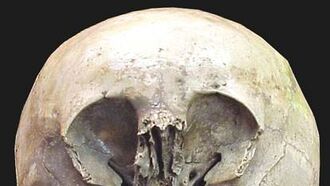 Starchild Skull in the News...