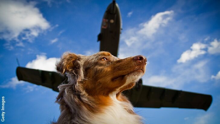 UK TV Show Aims to Train Dogs to Fly a Plane!