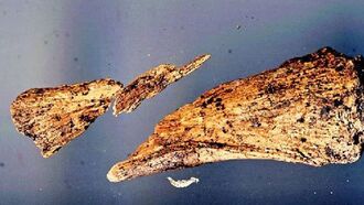 New Earhart Evidence?