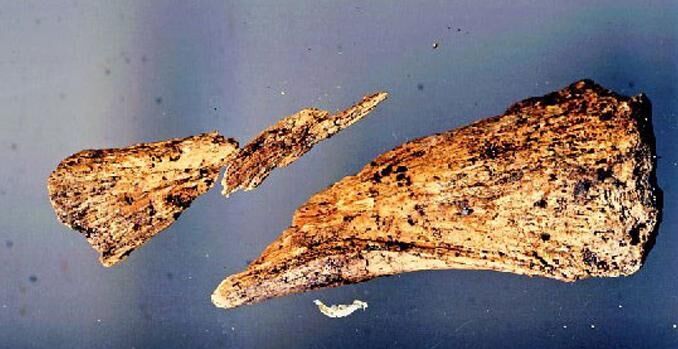 New Earhart Evidence?