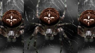Britain Prepares for Spider Invasion
