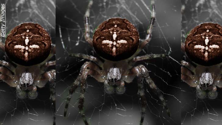 Britain Prepares for Spider Invasion