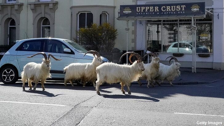 Watch: Wild Goats Invade Welsh Town