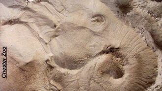 An 'Impressive' Elephant