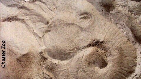 An 'Impressive' Elephant