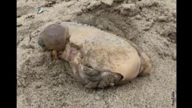 'Mystery Creature' Washes Ashore in Malibu