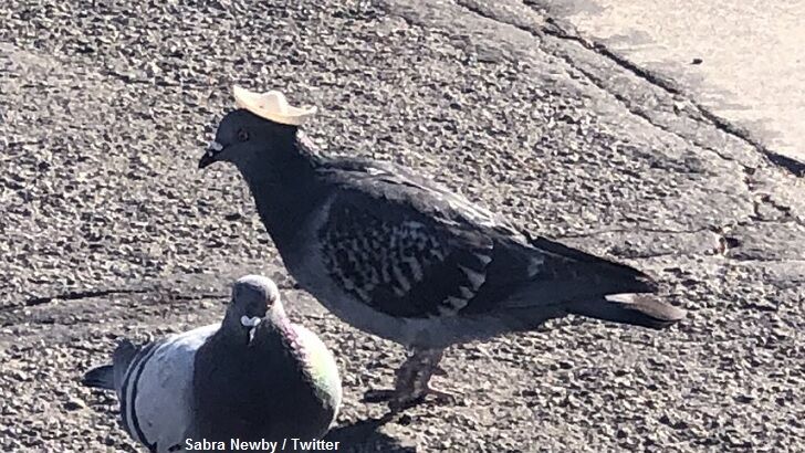 Pigeon Wearing Sombrero Seen in Reno