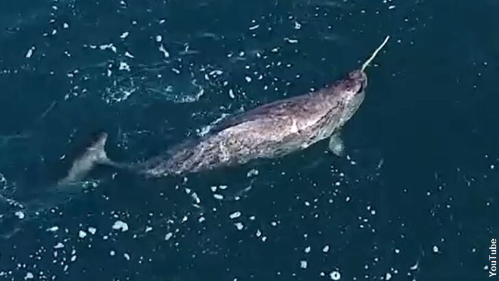 Drone Solves Narwhal Tusk Mystery