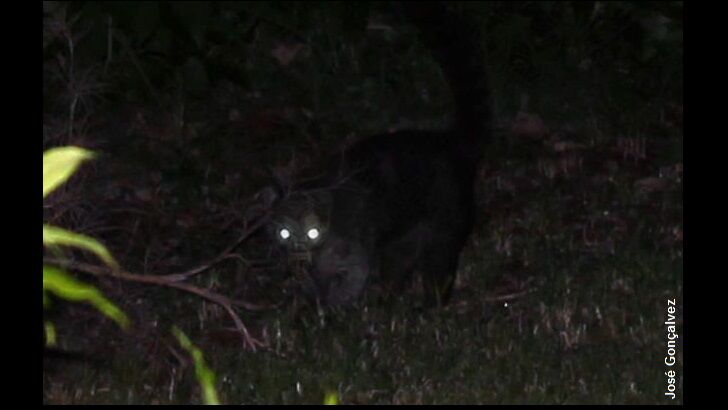 Farmer Photographs Chupacabra?