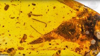 Smallest-Known Dinosaur Fossil Found