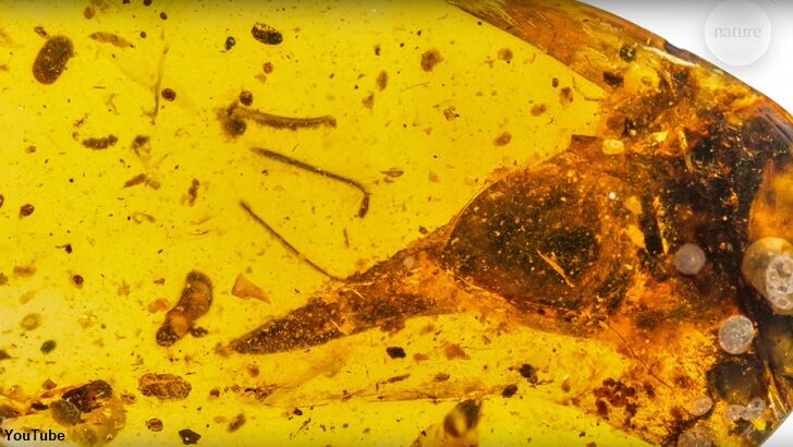 Smallest-Known Dinosaur Fossil Found