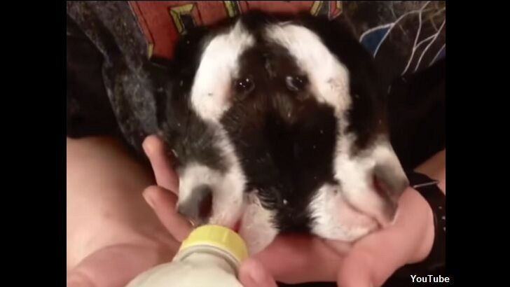 Two-Headed Goat Born in Wisconsin