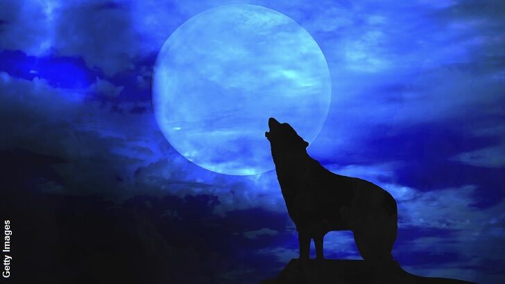 Spate of Werewolf Sightings Sparks Panic
