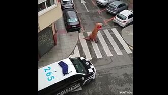 Watch: 'Dinosaur' Busted for Defying Coronavirus Lockdown in Spain