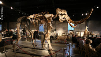 Auction of Woolly Mammoth Skeleton