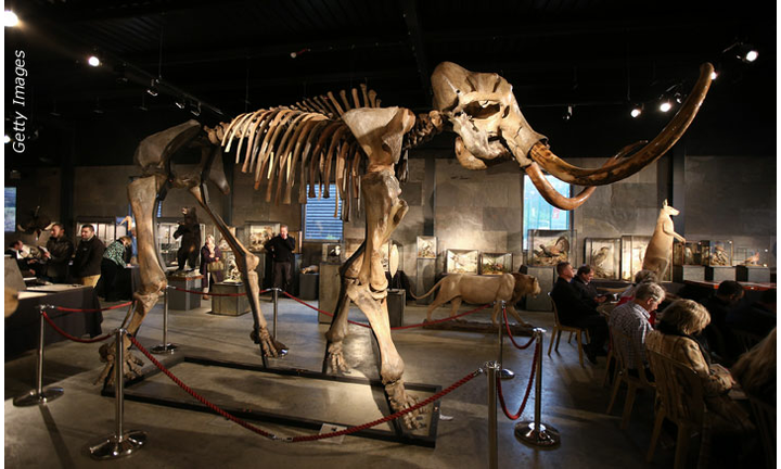 Auction of Woolly Mammoth Skeleton