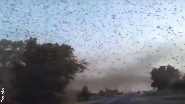Video: Massive Locust Swarm Fills Russian Sky