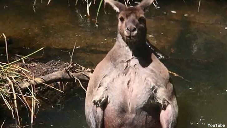 Monstrous Kangaroo Menaces Australian Man
