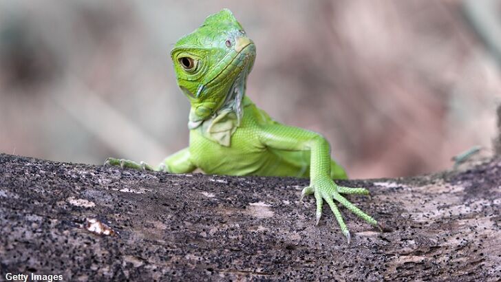 Police Thwart Washington Man's War on Sinister 'Lizard People'