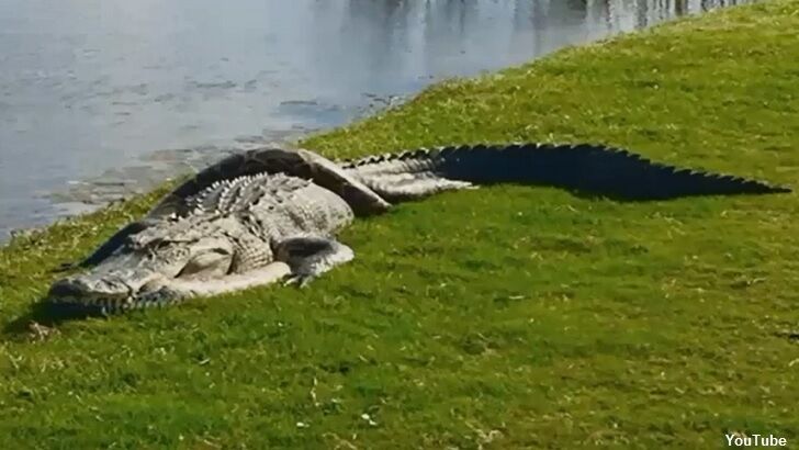 Gator and Python Tangle on Golf Course in Florida