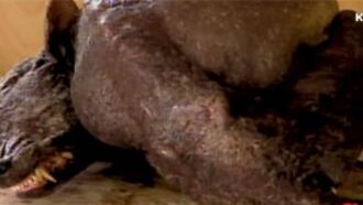 'Chupacabras:' Video Footage